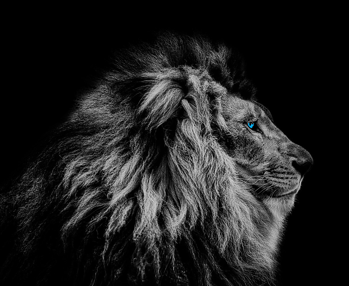 lion-img-blue-eyed-cop